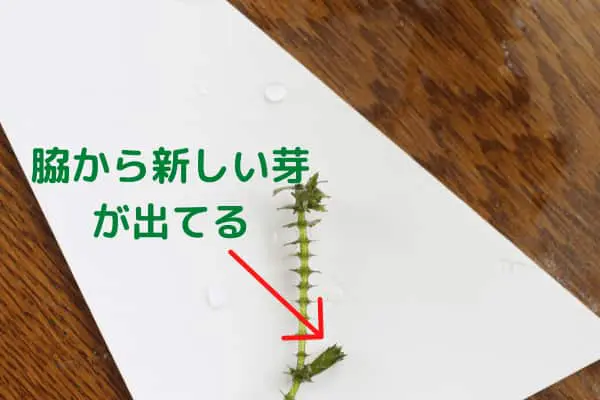 アナカリス