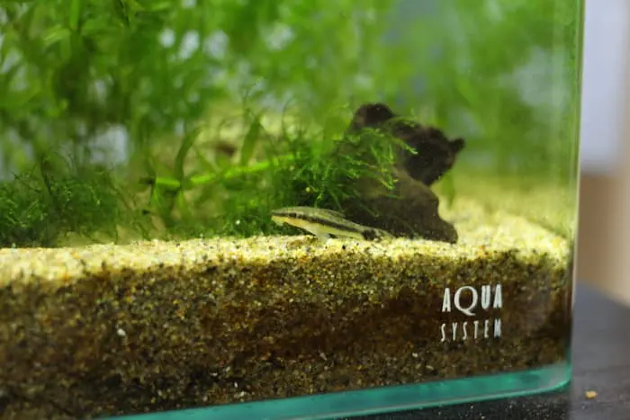 オトシンクルス