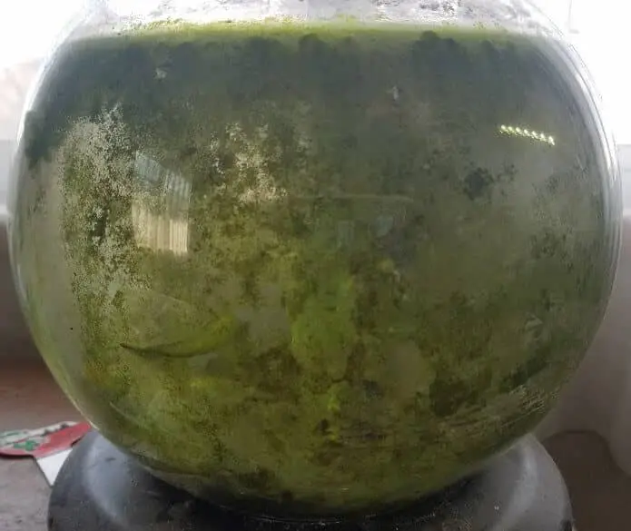 コケだらけの水槽