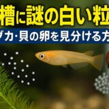 水槽に謎の白い粒？メダカ・貝の卵を見分ける方法