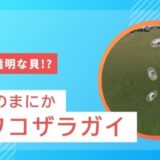 水槽にいる透明な貝はカワコザラガイ！駆除方法と対策