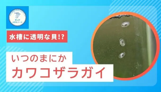 水槽にいる透明な貝はカワコザラガイ！駆除方法と対策