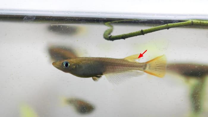 オスのメダカの背ビレ