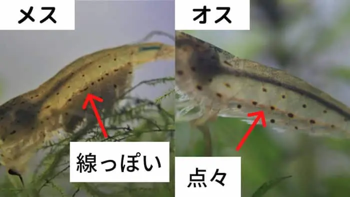 ヤマトヌマエビのオスメスの区別の仕方