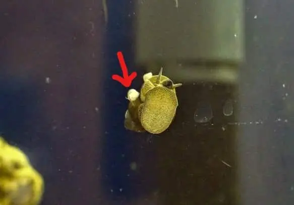タニシとタニシの稚貝