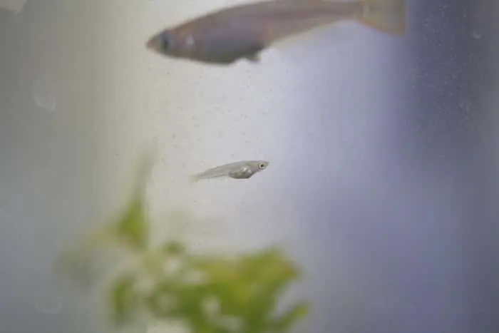 メダカの稚魚