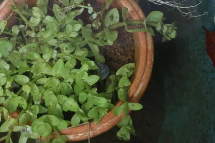 3月のウォーターバコパ