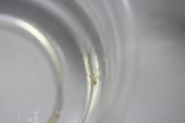ヤゴの抜け殻