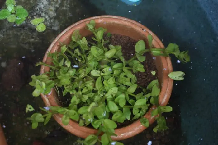 ウォーターバコパ