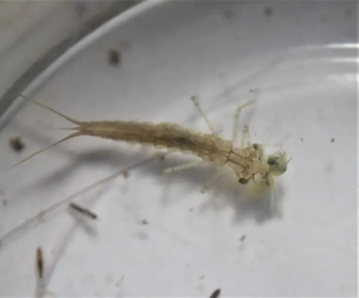 共食いするヤゴ