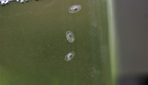 水槽にいる透明な貝はカワコザラガイ！駆除方法と対策