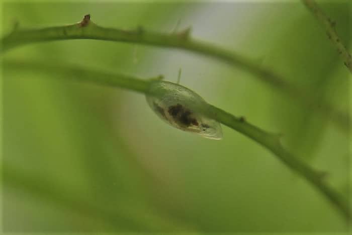 カワコザラガイ