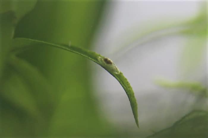 カワコザラガイ