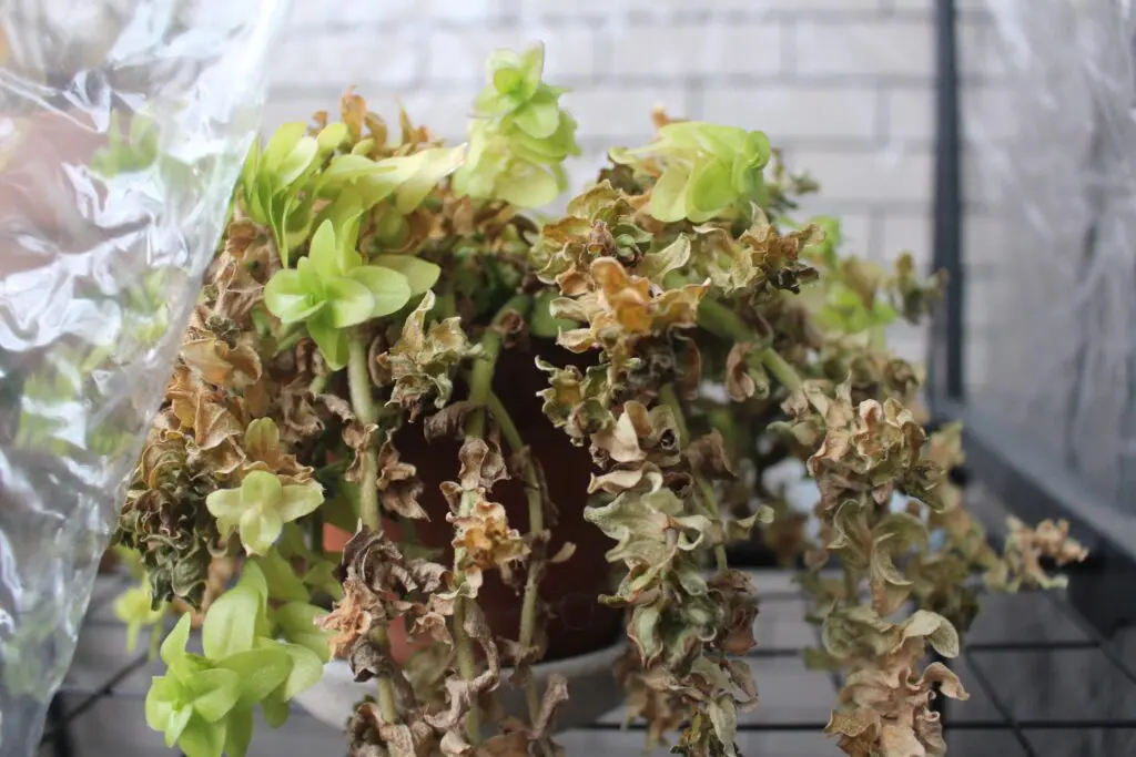 ウォーターバコパ