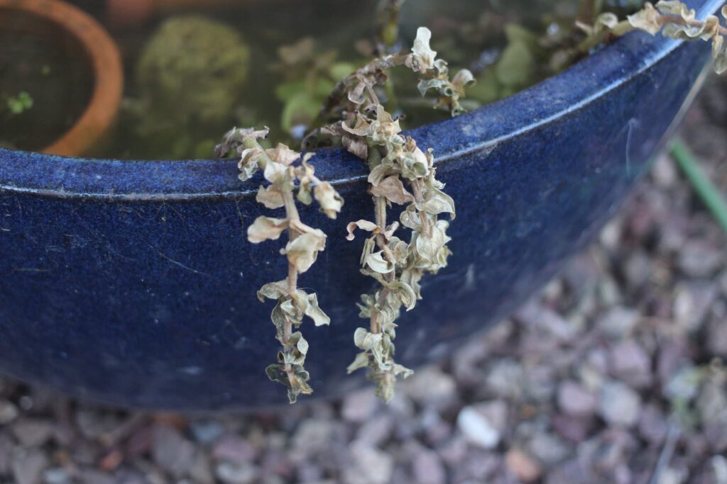 枯れたウォーターバコパ