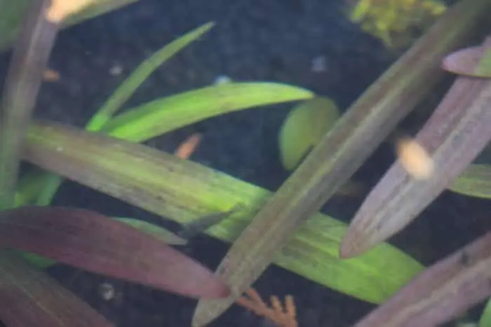 冬のビオトープのミナミヌマエビ