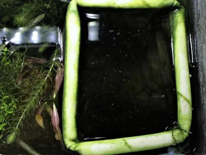 メダカの稚魚を隔離