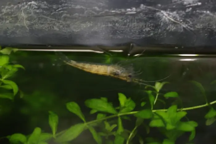 ヤマトヌマエビ