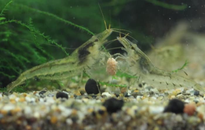 ミナミヌマエビ