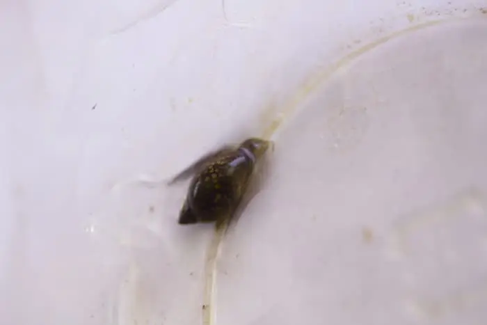 サカマキガイ