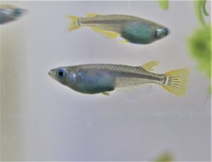水槽の細長いミミズみたいな虫はミズミミズ！発生原因と対策 | 涼しげメダカノート