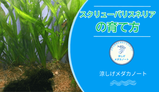 【メダカ飼育の水草】スクリューバリスネリアは育てやすい