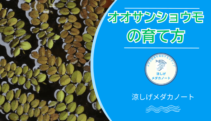 オオサンショウモの育て方