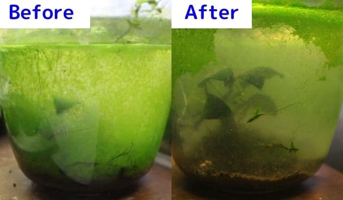 フネアマ貝を入れた水槽の変化