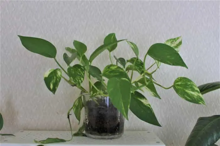 ハイドロカルチャーとポトス