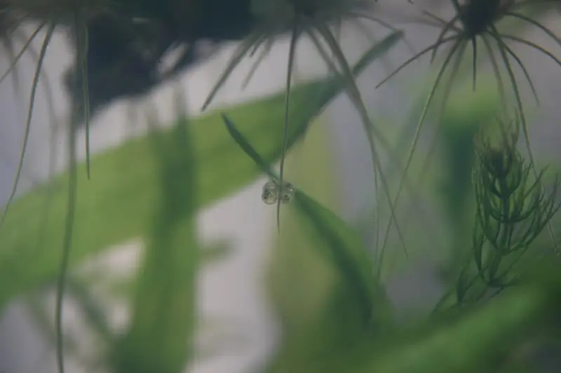 アマゾンフロッグピットの根に産み付けられたメダカの卵