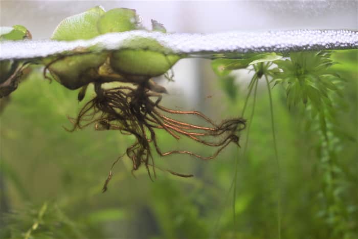 オオサンショウモの根