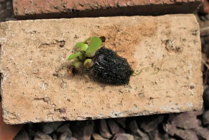 ミニホテイアオイ