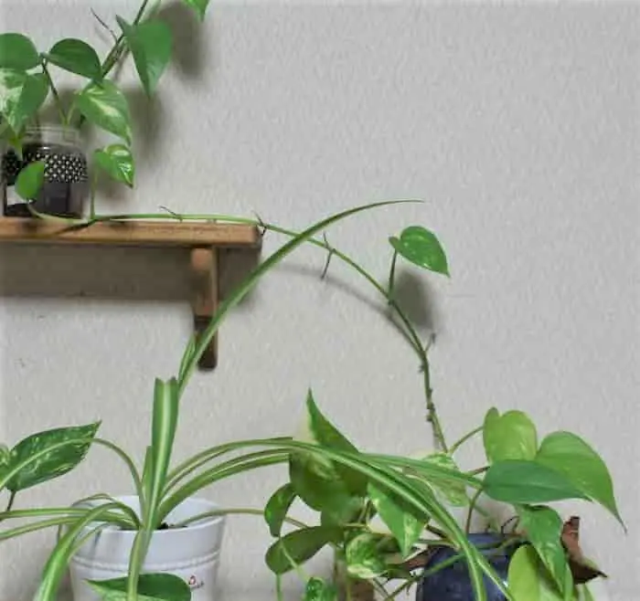 伸びすぎたポトス