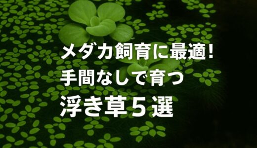 面倒な手入れ不要！浮き草で簡単メダカ飼育