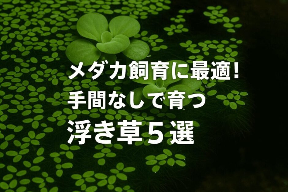 面倒な手入れ不要！浮き草で簡単メダカ飼育