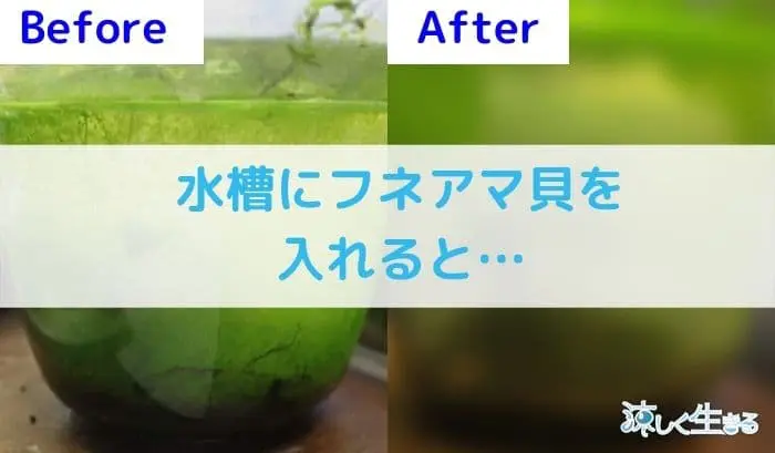 フネアマ貝
