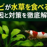 エビが水草を食べる？原因と対策を徹底解説