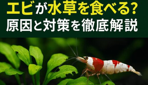 エビが水草を食べる？原因と対策を徹底解説