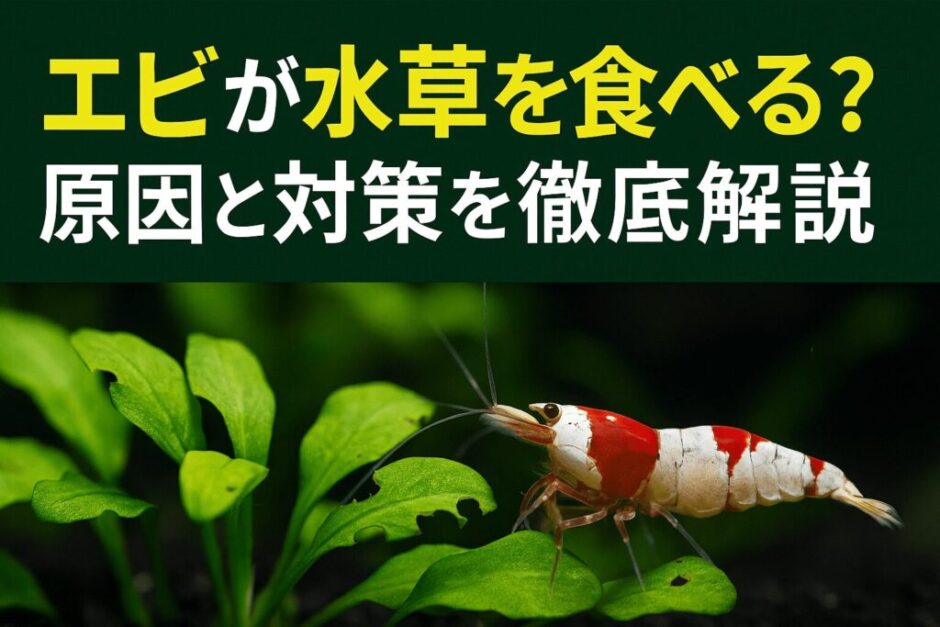 エビが水草を食べる？原因と対策を徹底解説