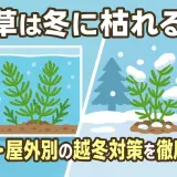 水草は冬に枯れる？屋内・屋外別の越冬対策を徹底解説