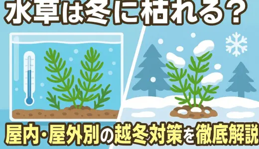水草は冬に枯れる？屋内・屋外別の越冬対策を徹底解説