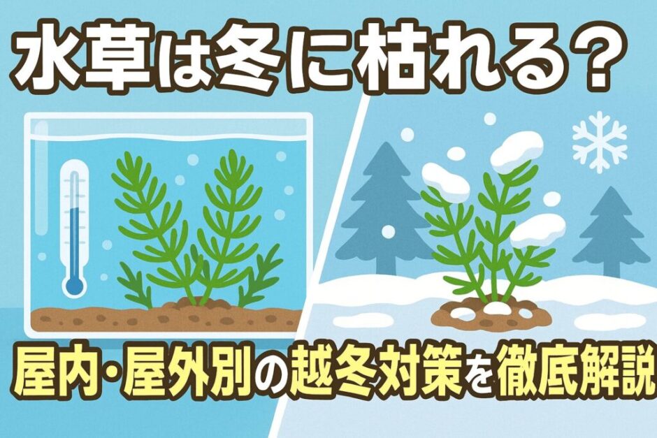 水草は冬に枯れる？屋内・屋外別の越冬対策を徹底解説