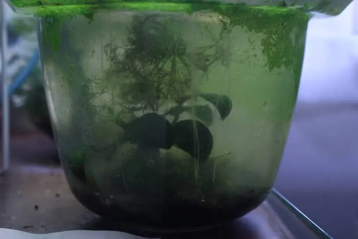 フネアマ貝を入れた水槽