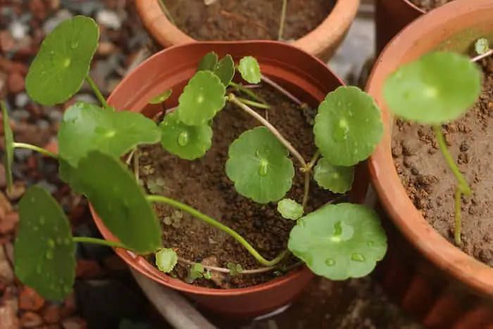 ウォーターマッシュルーム