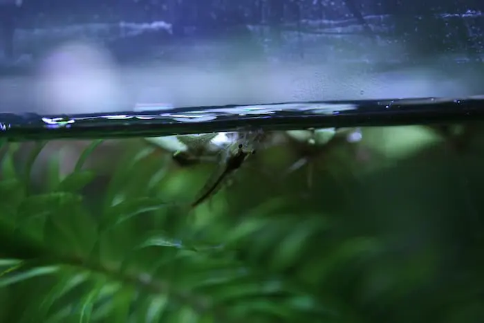 アマゾンフロッグピットを食べている?ミナミヌマエビ