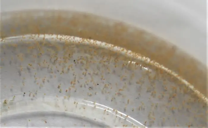 ブラインシュリンプ