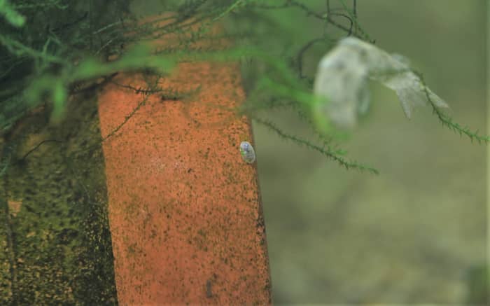 土管にいるカワコザラガイ