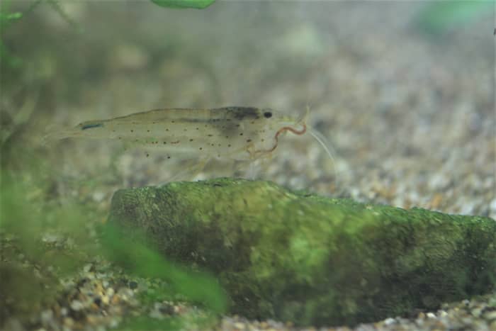 ミズミミズを食べるヤマトヌマエビ
