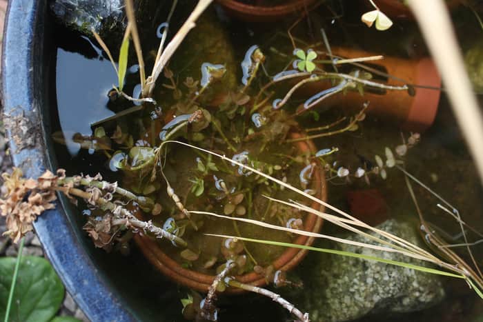 冬のウォーターバコパ