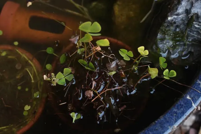 冬のウォータークローバー